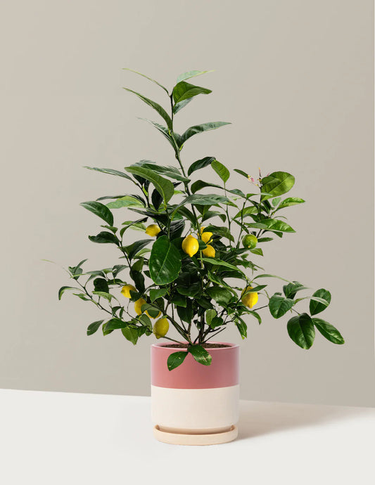 Meyer Lemon