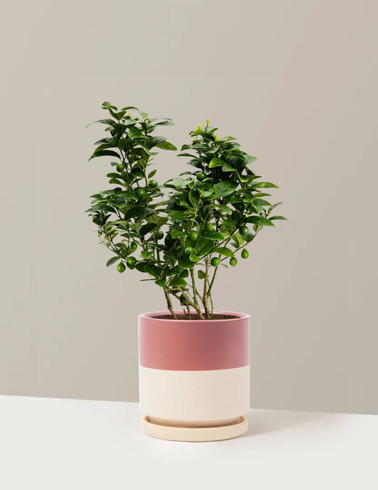 Key Lime Bush