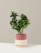 Key Lime Bush