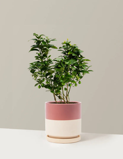 Key Lime Bush