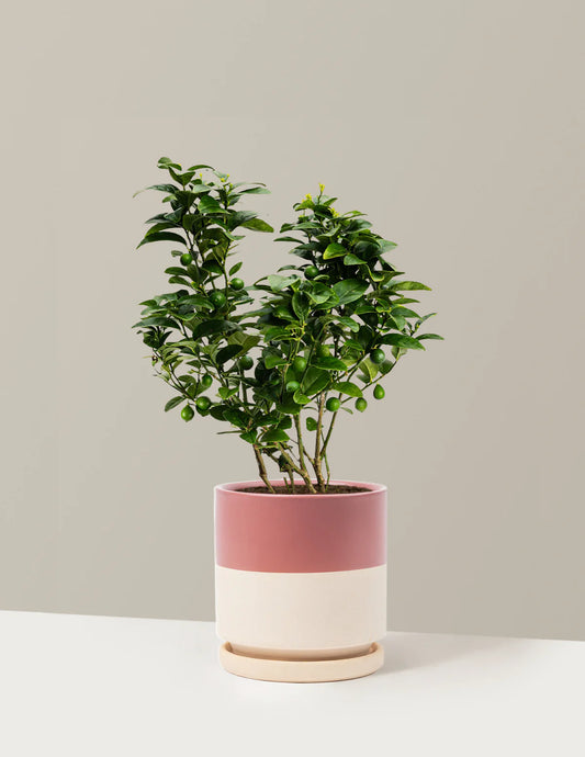 Key Lime Bush