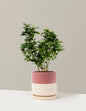 Key Lime Bush