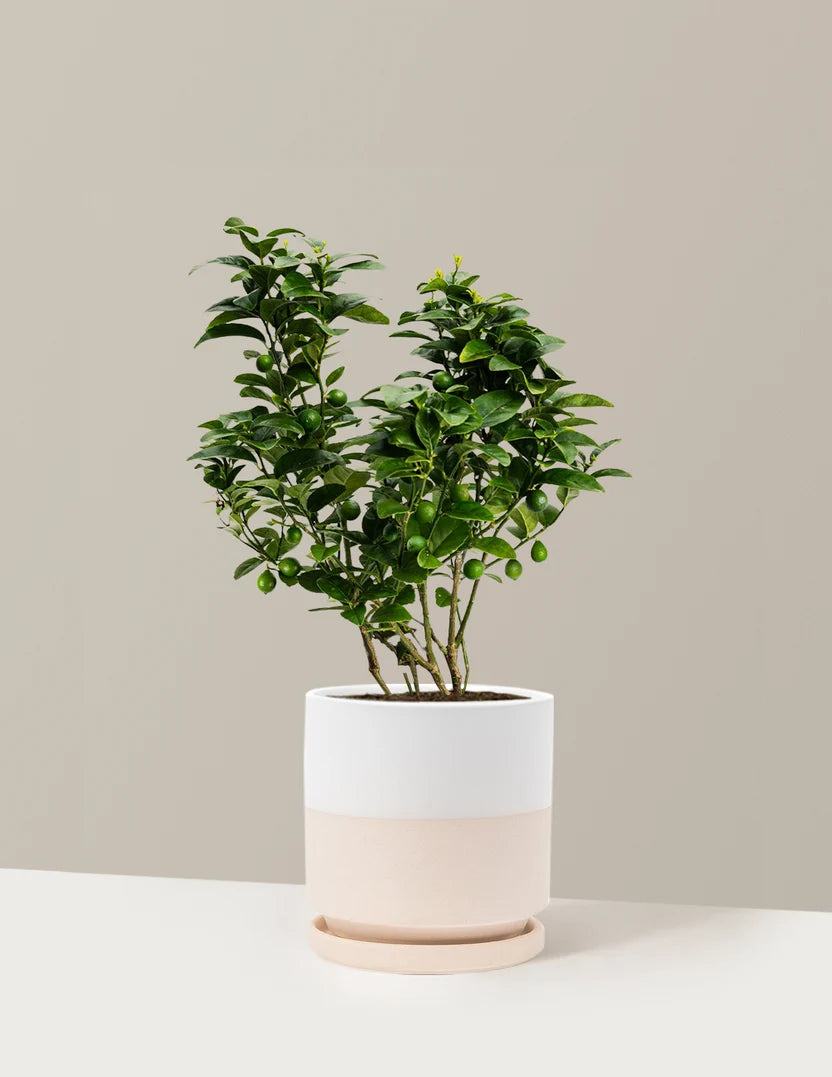 Key Lime Bush