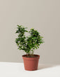 Key Lime Bush