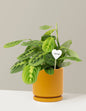 I Dig You Lemon Lime Prayer Plant