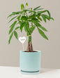 I Dig You Money Tree Plant