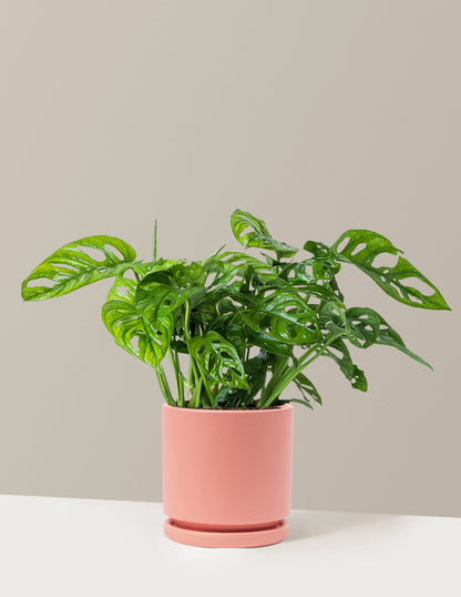 Plant Of The Month Club 19.50