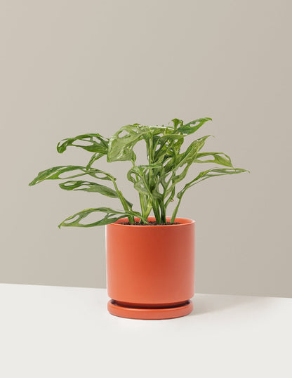 Monstera Adansonii Mint