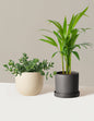 Plant Of The Month Club 19.50