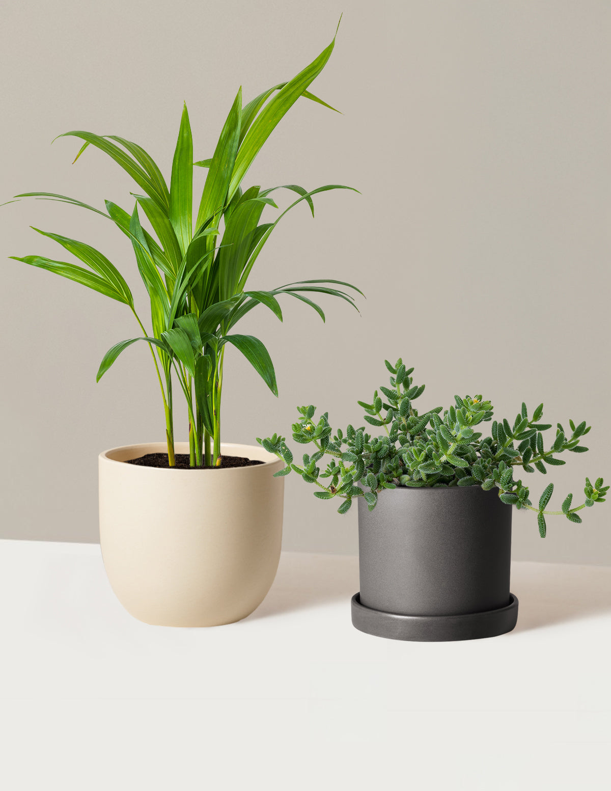 Plant Of The Month Club 19.50