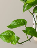 Jade Pothos
