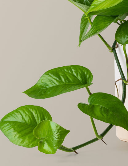 Jade Pothos