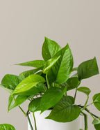 Jade Pothos