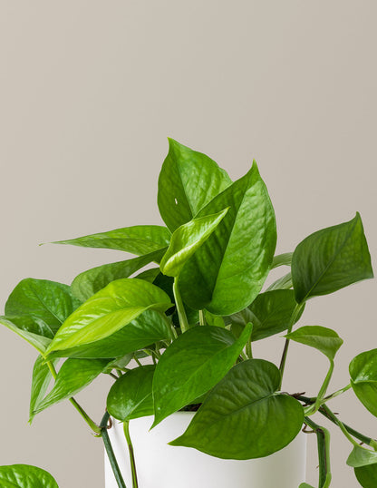 Jade Pothos