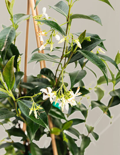 Star Jasmine