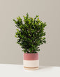 Wintergreen Boxwood