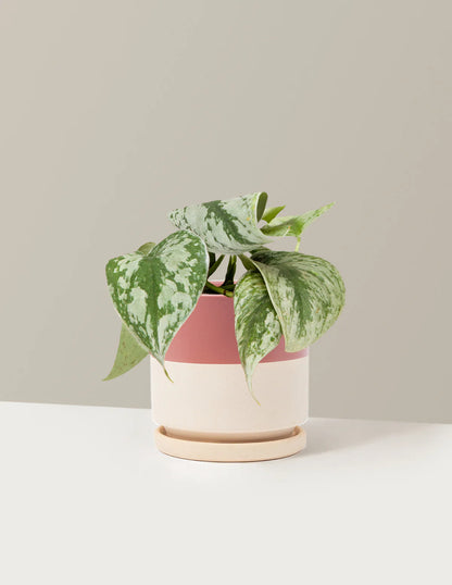 Satin Pothos