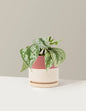 Satin Pothos