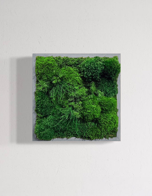 Small Preserved Living Wall