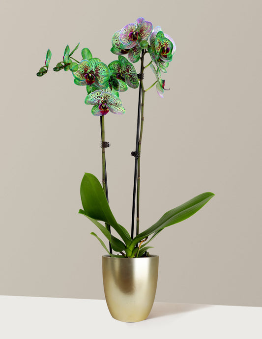 Mystic Emerald Kaleidoscope Orchid