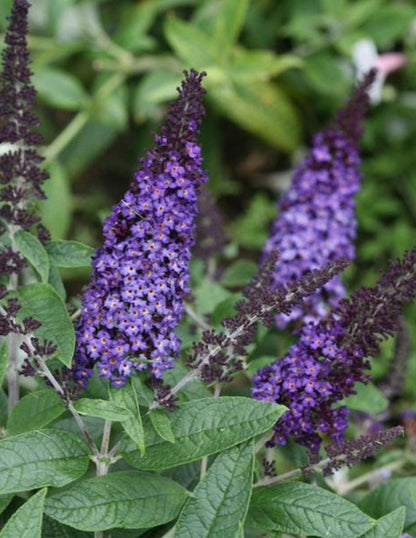 Butterfly Bush