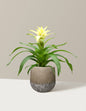 Bromeliad Deseo White