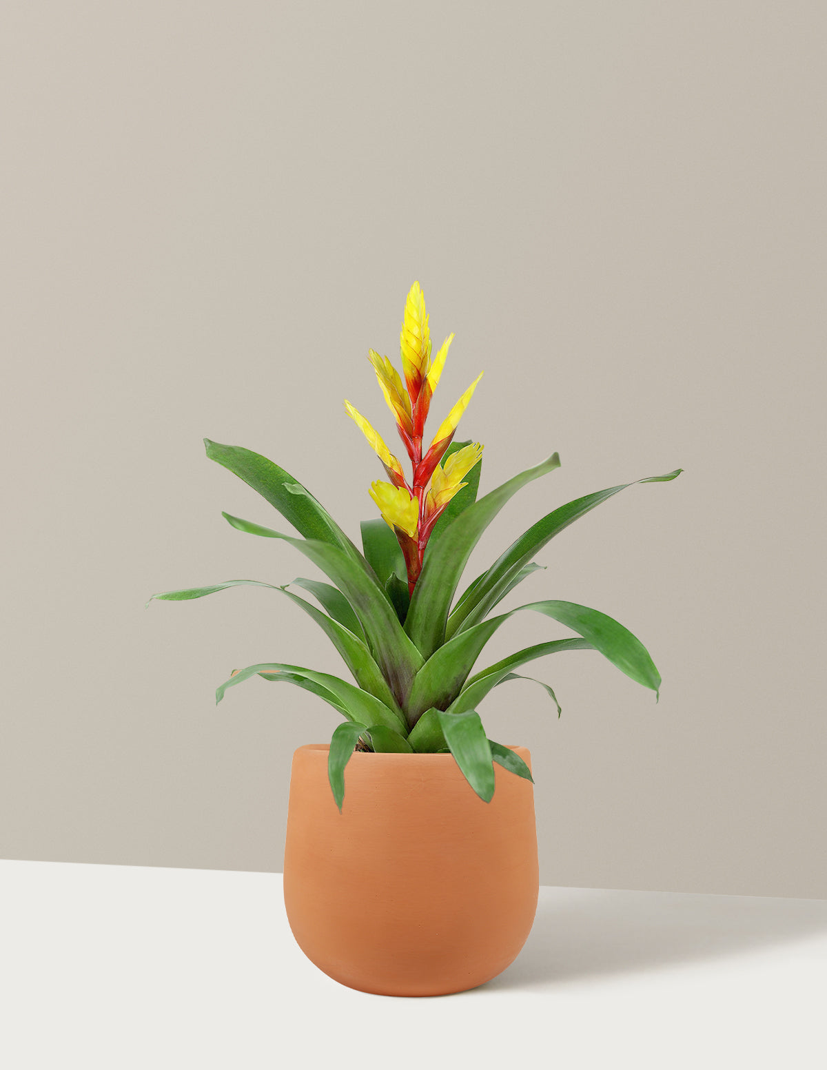 Bromeliad Vriesea Evita Yellow
