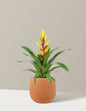 Bromeliad Vriesea Evita Yellow