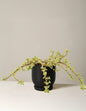 Variegated Elephant Bush Prosperity Plant