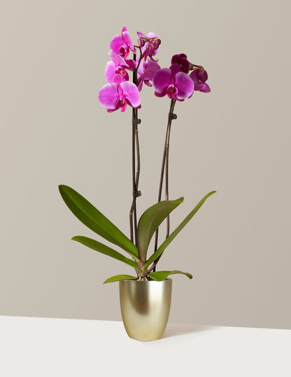 Purple Orchid