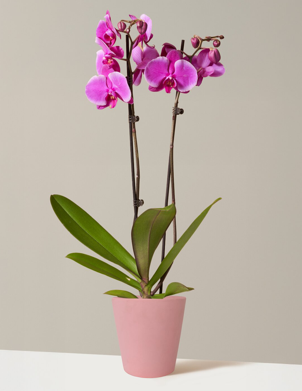 Purple Orchid