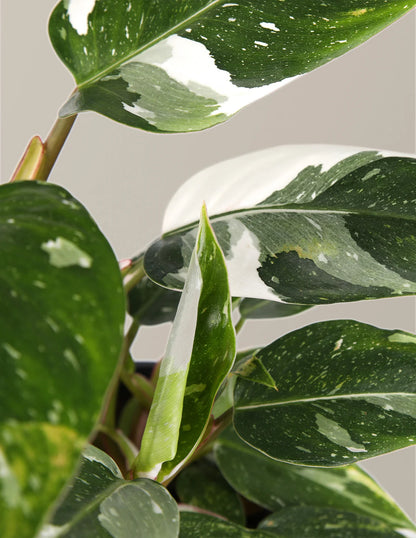 Double Philodendron White Princess