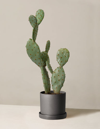 Artificial Cactus