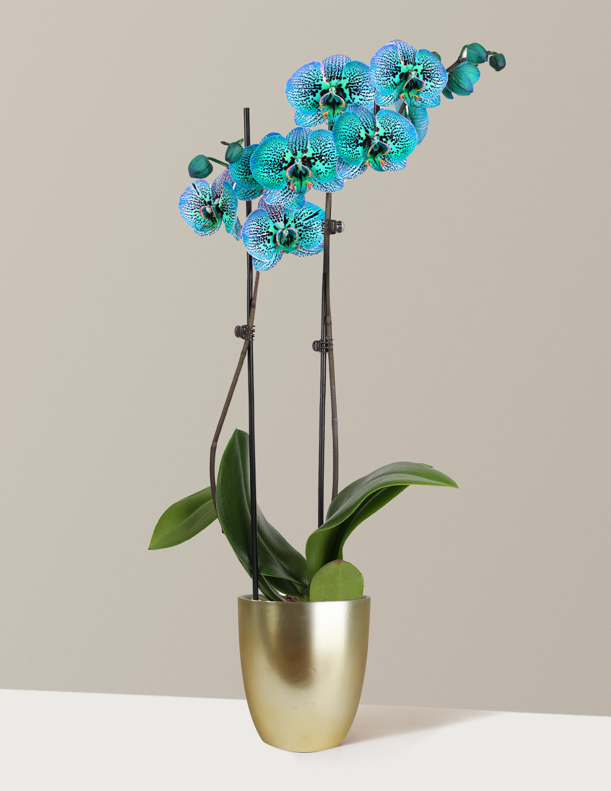 Tropical Turquoise Kaleidoscope Orchid