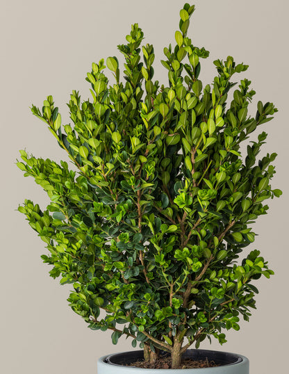 Wintergreen Boxwood