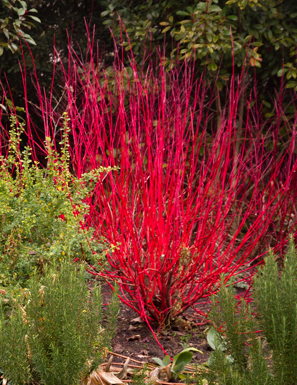 Red Twig Dogwood