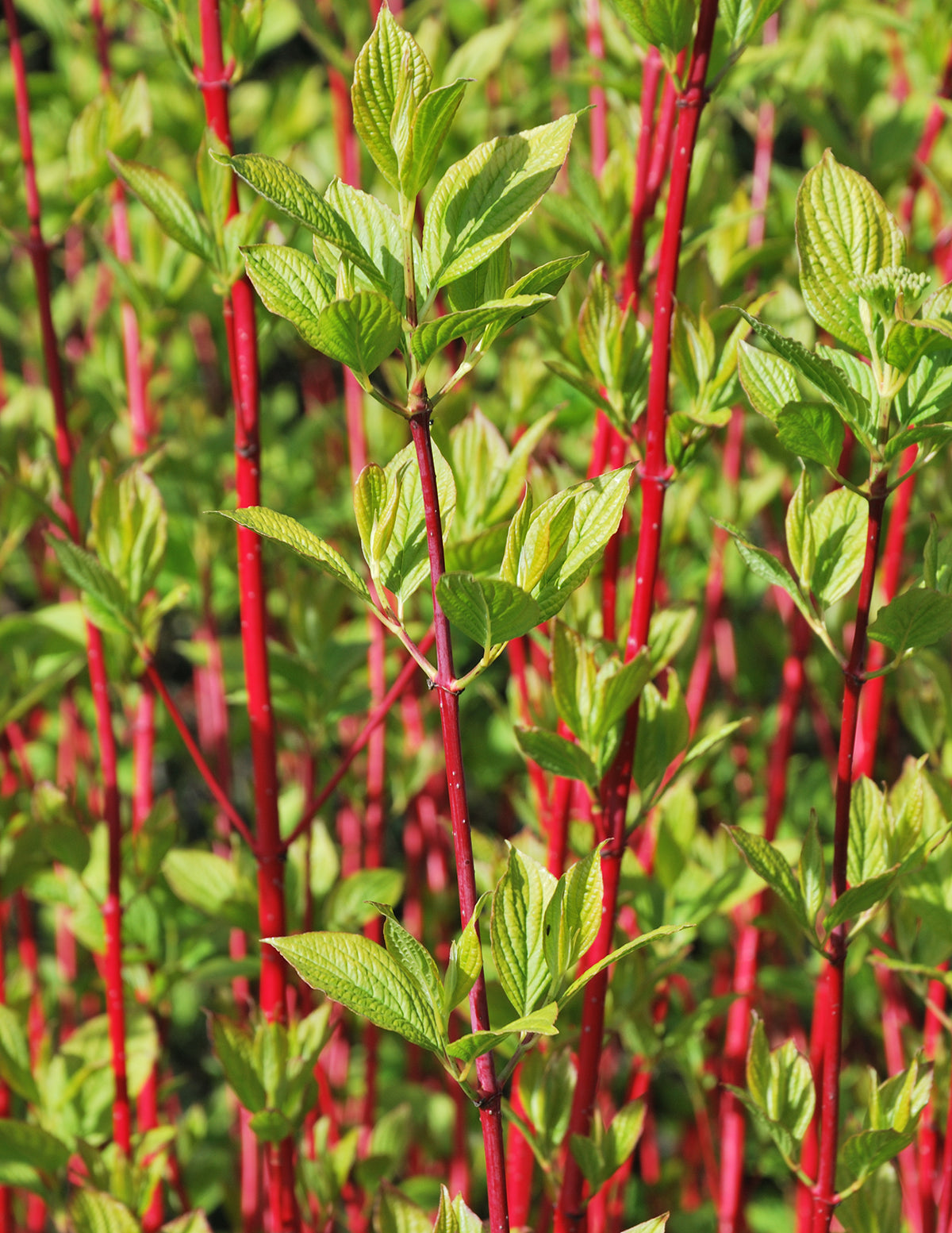 Red Twig Dogwood