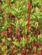 Red Twig Dogwood