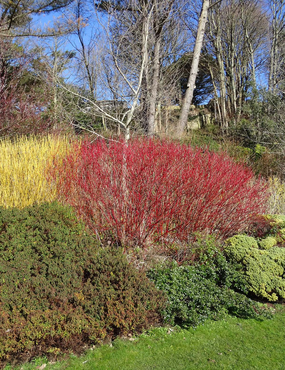 Red Twig Dogwood