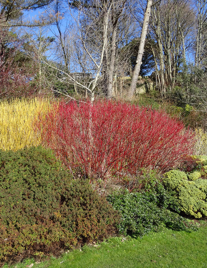 Red Twig Dogwood