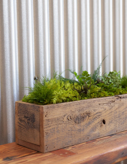 Preserved Moss & Fern Box