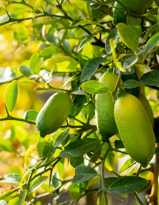 Australian Finger Lime Tree