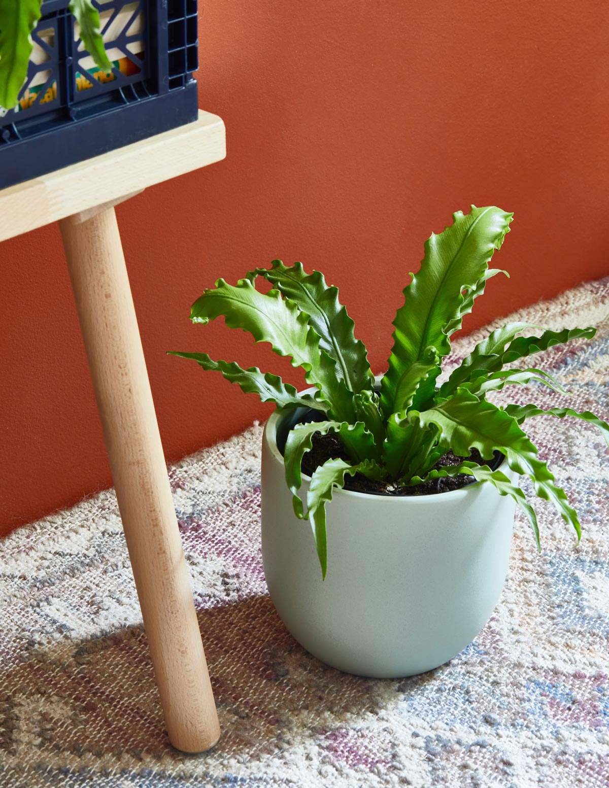 Bird's Nest Fern