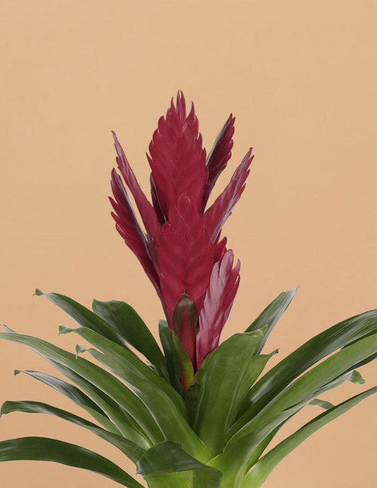 Bromeliad Vriesea ‘Albertina Maroon’