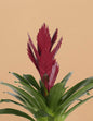 Bromeliad Vriesea ‘Albertina Maroon’