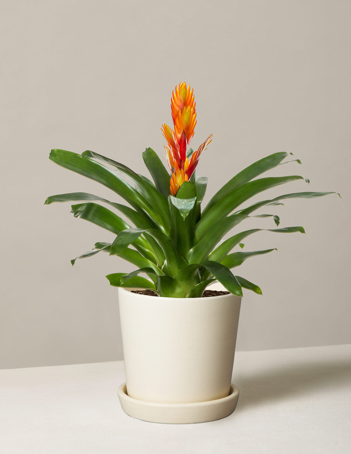 Bromeliad Vriesea Intenso Orange
