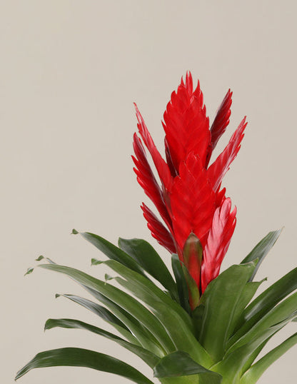 Bromeliad Vriesea Intenso Red