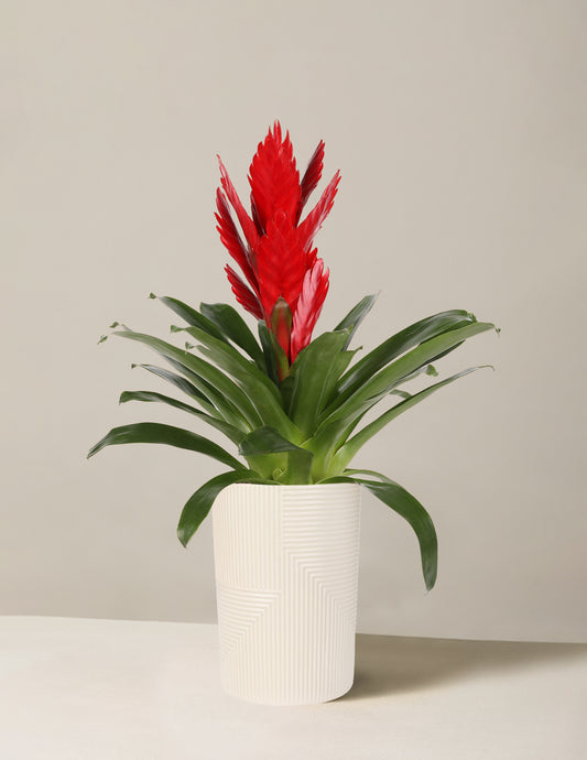 Bromeliad Vriesea ‘Albertina Maroon’