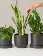 Plant Of The Month Club