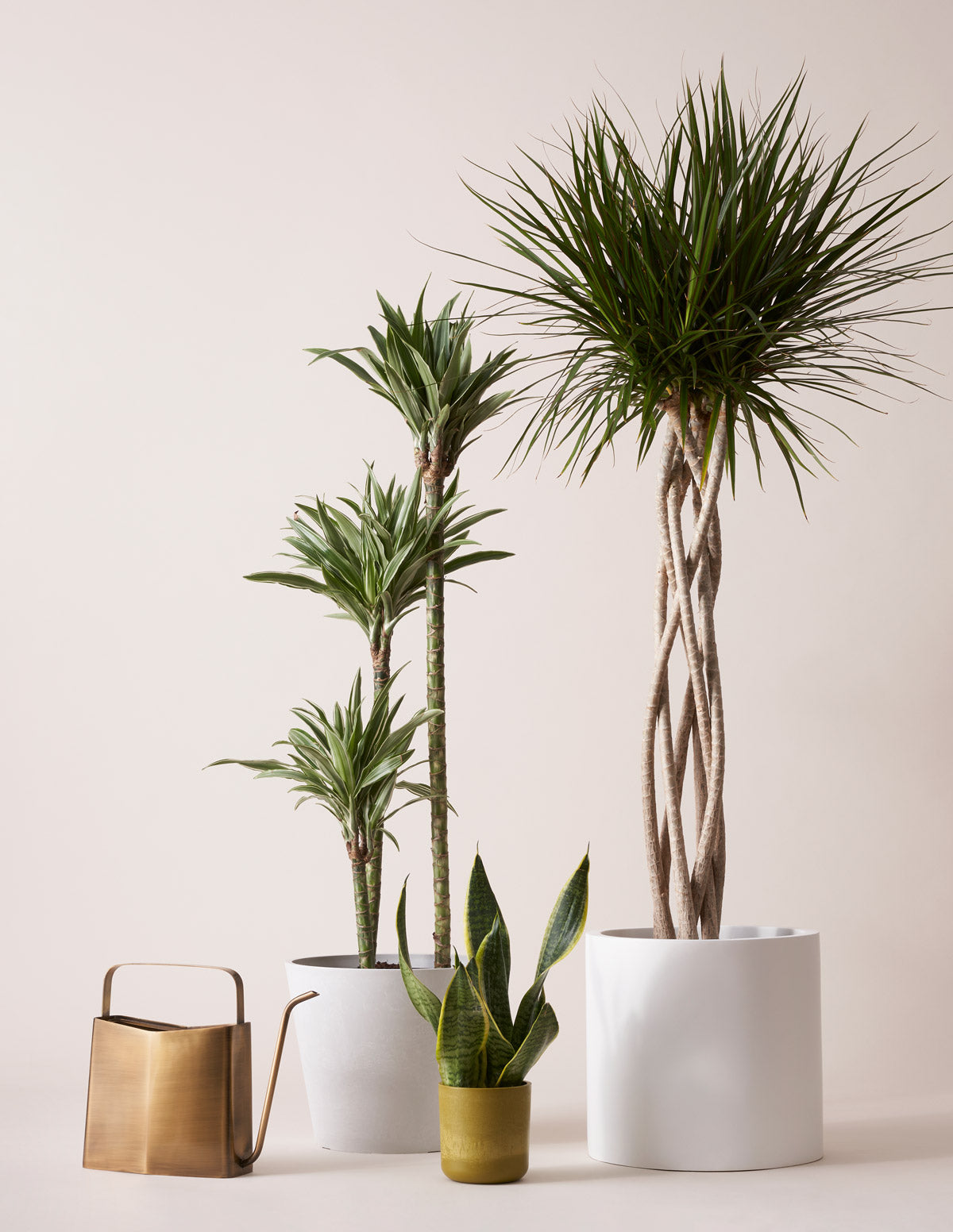 Large Dracaena Warneckii 13.50